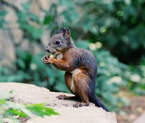 Preview wallpaper squirrel, food, rodent