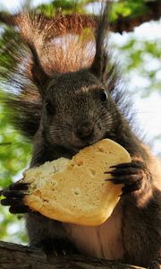 Preview wallpaper squirrel, food, wood, sit, fluffy, tail