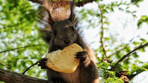 Preview wallpaper squirrel, food, wood, sit, fluffy, tail