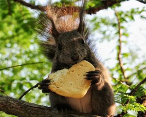 Preview wallpaper squirrel, food, wood, sit, fluffy, tail