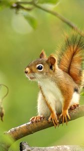 Preview wallpaper squirrel, forest, grass, branch, legs