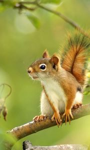 Preview wallpaper squirrel, forest, grass, branch, legs