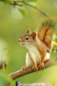 Preview wallpaper squirrel, forest, grass, branch, legs