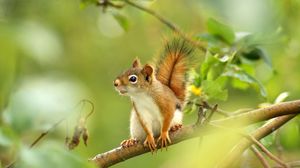 Preview wallpaper squirrel, forest, grass, branch, legs