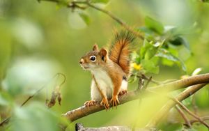 Preview wallpaper squirrel, forest, grass, branch, legs