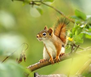 Preview wallpaper squirrel, forest, grass, branch, legs