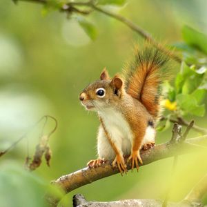 Preview wallpaper squirrel, forest, grass, branch, legs