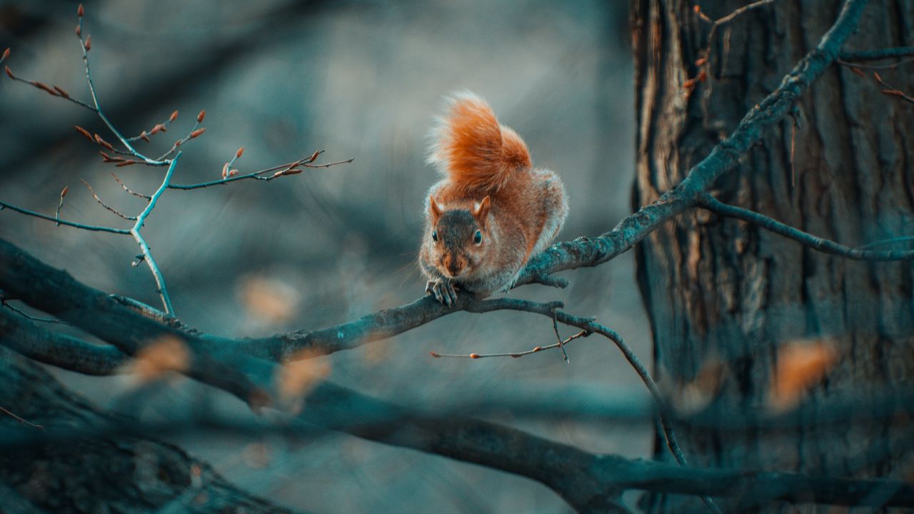 Wallpaper squirrel, funny, branches, wildlife