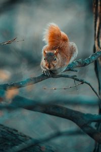 Preview wallpaper squirrel, funny, branches, wildlife