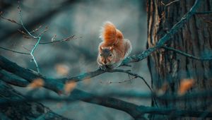 Preview wallpaper squirrel, funny, branches, wildlife