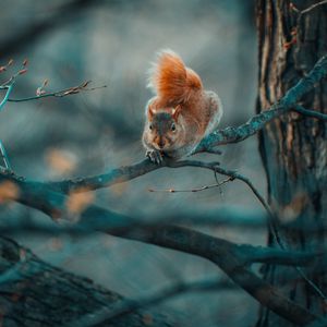 Preview wallpaper squirrel, funny, branches, wildlife