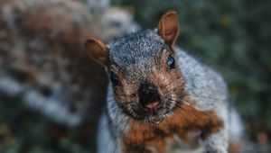 Preview wallpaper squirrel, funny, brown, animal