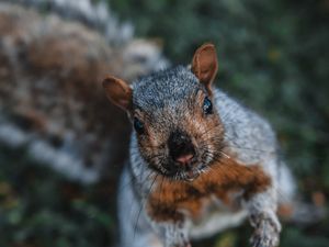 Preview wallpaper squirrel, funny, brown, animal