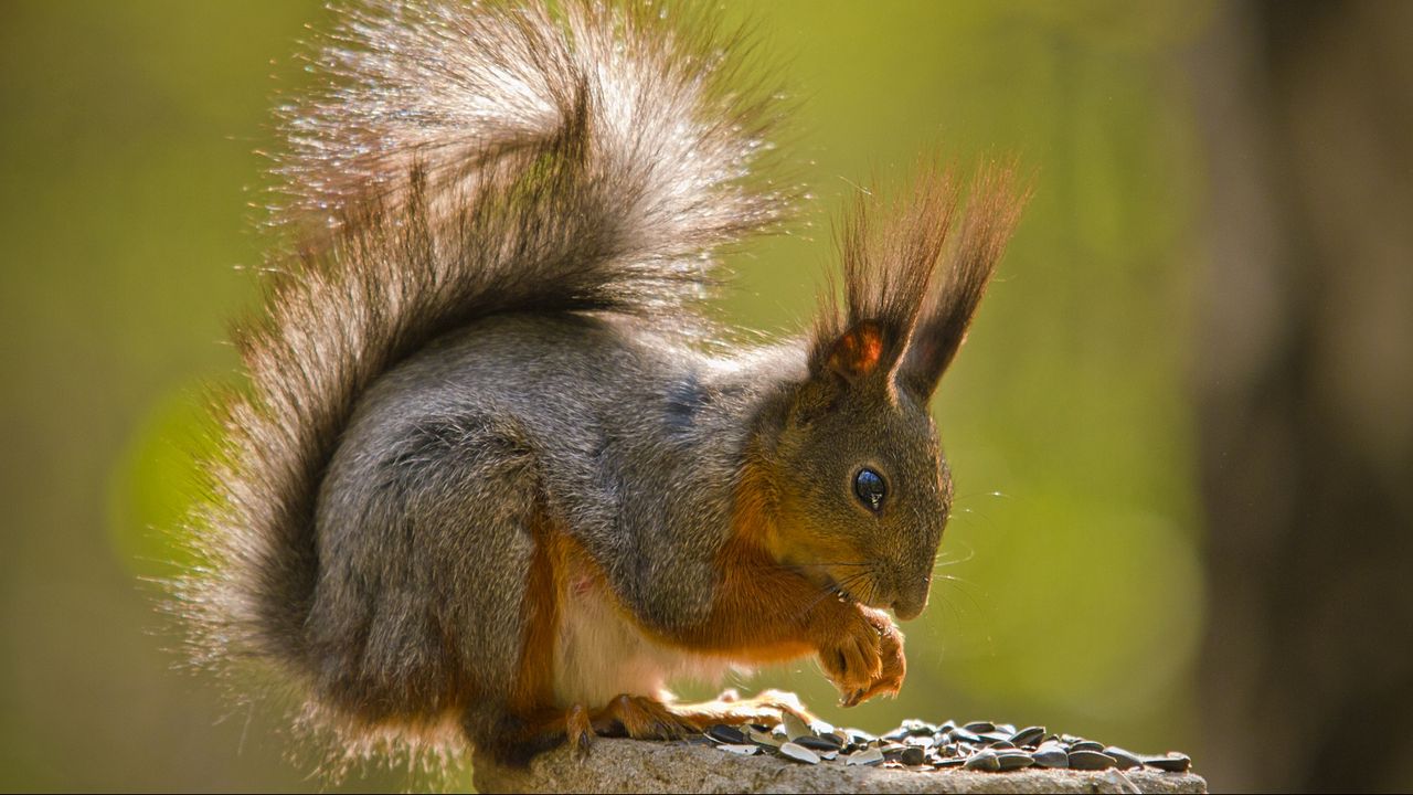 Wallpaper squirrel, fur, tail, sit