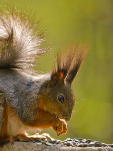 Preview wallpaper squirrel, fur, tail, sit