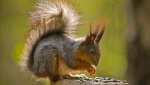 Preview wallpaper squirrel, fur, tail, sit