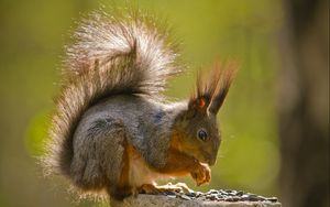 Preview wallpaper squirrel, fur, tail, sit