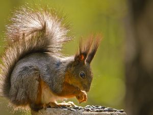 Preview wallpaper squirrel, fur, tail, sit