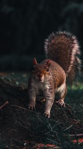 Preview wallpaper squirrel, glance, animal, funny, wildlife
