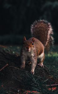 Preview wallpaper squirrel, glance, animal, funny, wildlife