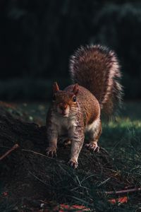 Preview wallpaper squirrel, glance, animal, funny, wildlife