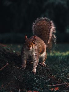 Preview wallpaper squirrel, glance, animal, funny, wildlife