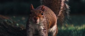 Preview wallpaper squirrel, glance, animal, funny, wildlife