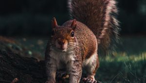 Preview wallpaper squirrel, glance, animal, funny, wildlife