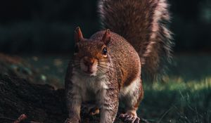 Preview wallpaper squirrel, glance, animal, funny, wildlife