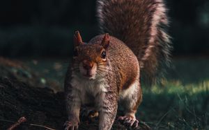 Preview wallpaper squirrel, glance, animal, funny, wildlife