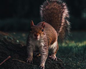 Preview wallpaper squirrel, glance, animal, funny, wildlife