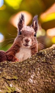 Preview wallpaper squirrel, glance, animal, brown