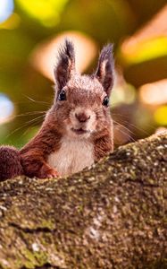 Preview wallpaper squirrel, glance, animal, brown