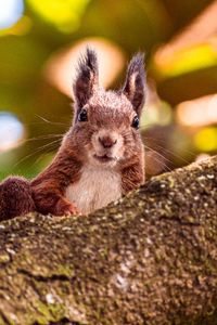 Preview wallpaper squirrel, glance, animal, brown