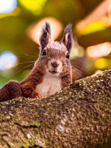 Preview wallpaper squirrel, glance, animal, brown