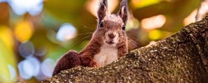 Preview wallpaper squirrel, glance, animal, brown