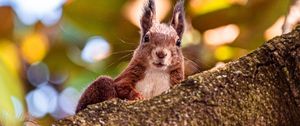 Preview wallpaper squirrel, glance, animal, brown
