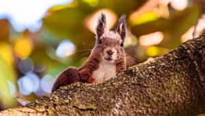 Preview wallpaper squirrel, glance, animal, brown