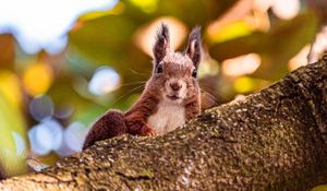 Preview wallpaper squirrel, glance, animal, brown