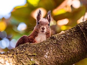 Preview wallpaper squirrel, glance, animal, brown