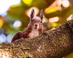 Preview wallpaper squirrel, glance, animal, brown