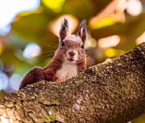 Preview wallpaper squirrel, glance, animal, brown