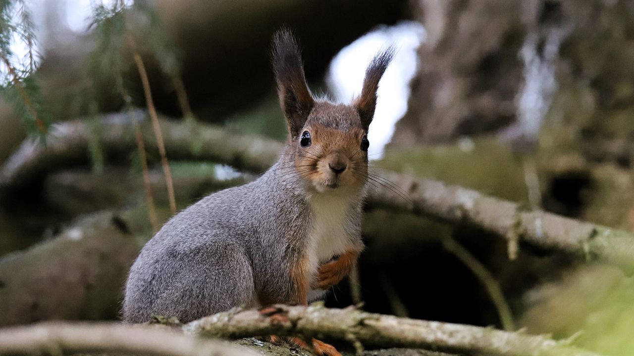 Wallpaper squirrel, glance, branches, glare, animal