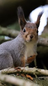 Preview wallpaper squirrel, glance, branches, glare, animal