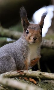 Preview wallpaper squirrel, glance, branches, glare, animal