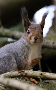 Preview wallpaper squirrel, glance, branches, glare, animal