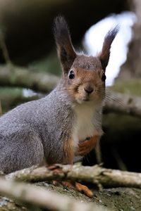 Preview wallpaper squirrel, glance, branches, glare, animal