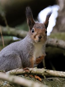 Preview wallpaper squirrel, glance, branches, glare, animal