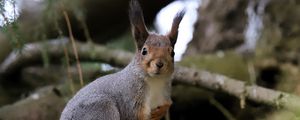 Preview wallpaper squirrel, glance, branches, glare, animal