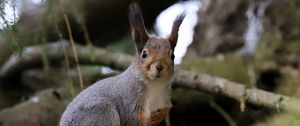 Preview wallpaper squirrel, glance, branches, glare, animal
